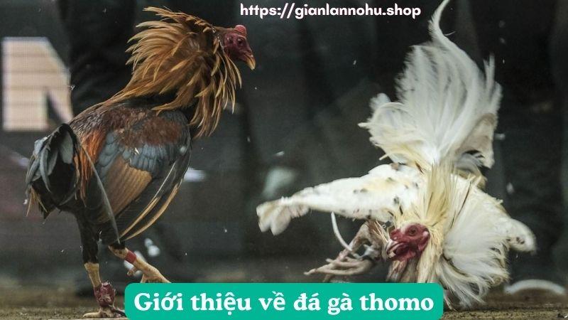 da-ga-thomo-1